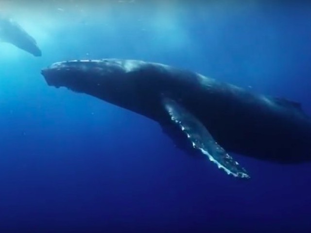 WSL PURE: Our Commitment to Ocean Health