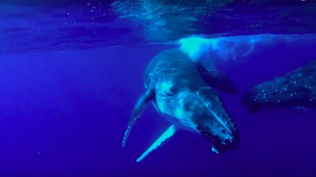 Magical Diving Experience With Humpback Whales | Pushing the Limits