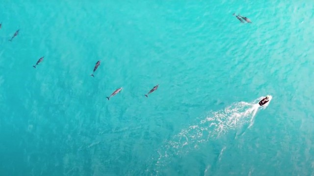 Efoil with dolphins! Katie's first time.