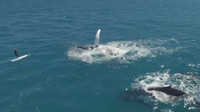 Out Of France #2 AUSTRALIA