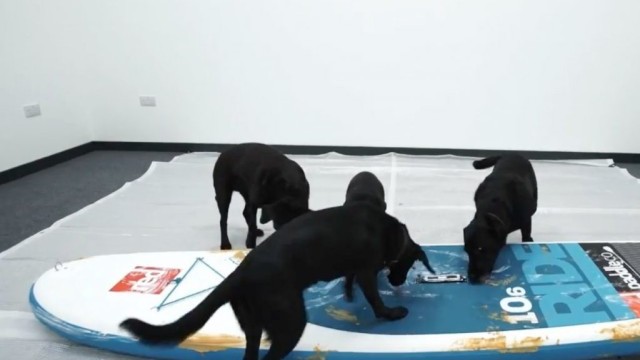 Test 1: Board vs Dogs