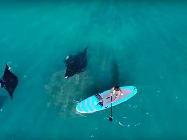 Manta Ray diving from a paddle board!