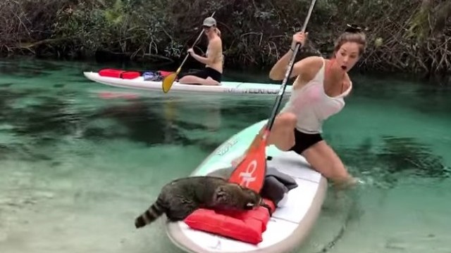 Janna Breslin VS Raccoon