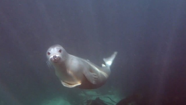 Isles of Scilly SUP and Seal Conservation