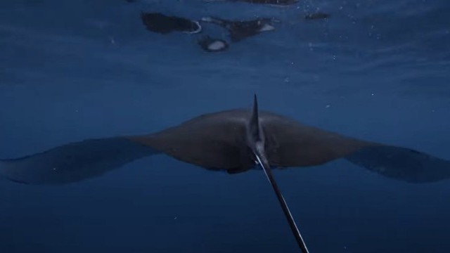 THE ESSENCE OF FOILING - AFS ADVANCED