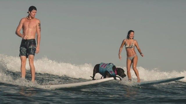 Dog Surfing Video made Headline News in Hawaii - Waikiki K9 Surf