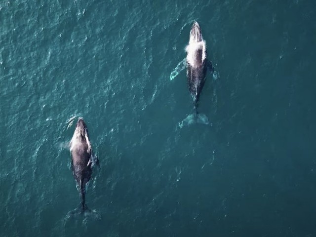 Missing The J-Bay Open, We Decided To Make This Reel Of Epic South African Surfing | Sessions