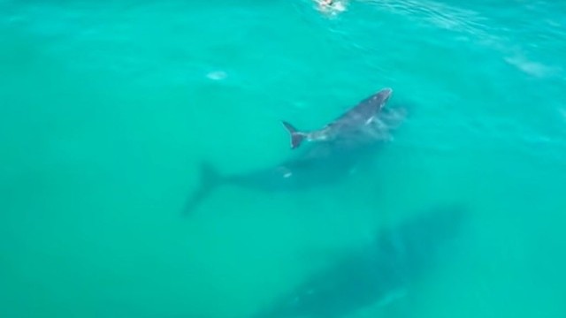 Incredible Paddle Board Moments | Paddle boarding