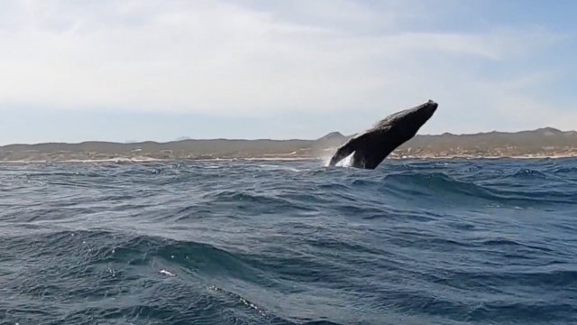 Winging With Whales