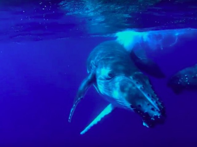 Magical Diving Experience With Humpback Whales | Pushing the Limits