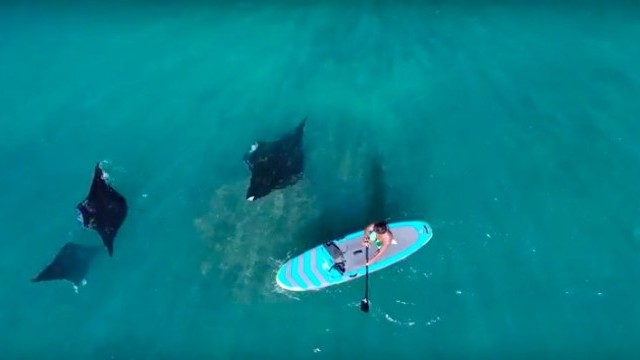 Manta Ray diving from a paddle board!