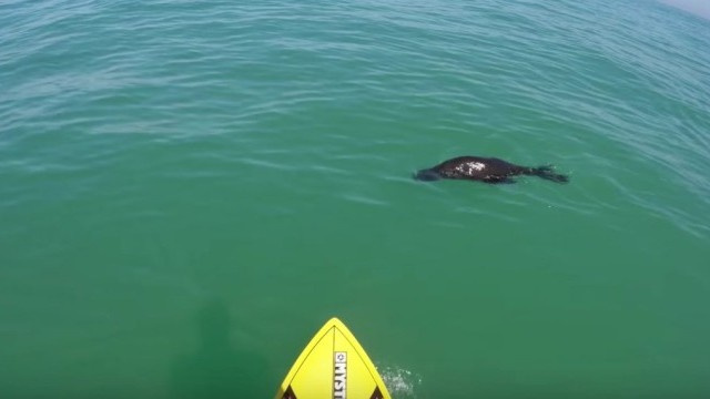 Jalou 'S tories #10 SUP From Above