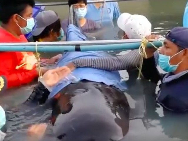 17 Pounds of Plastic Waste Kills Pilot Whale | National Geographic