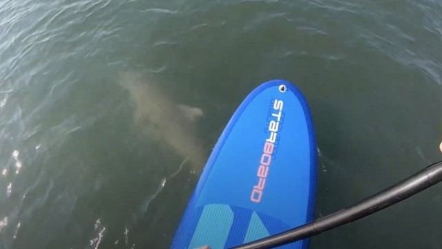 Rainbow and SUP with Dolphins 4th of july 2020