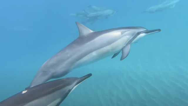 Paddle Boarding with Dolphins, Oahu, Hawaii