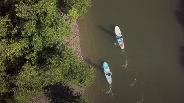 For Every Starboard You Buy, Starboard Plants a Mangrove in Myanmar