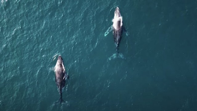 Missing The J-Bay Open, We Decided To Make This Reel Of Epic South African Surfing | Sessions