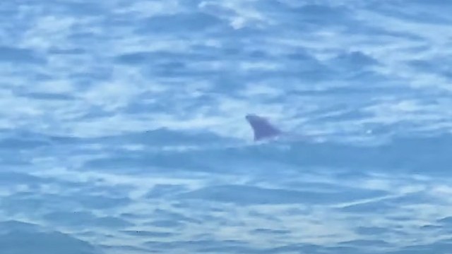 Shark or Dolphin?  #shorts #dolphins   #wingsurfing
