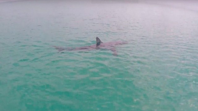 E-foiling Encounter With Mako Shark