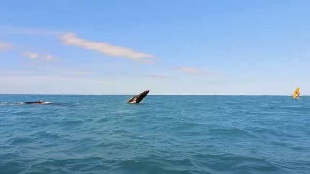 Light wind Winging with whales and turtles in Maui