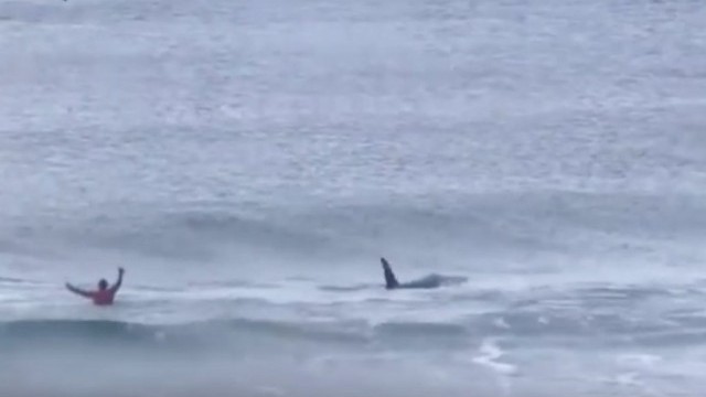 Killer whales join in on Norway surfing competition