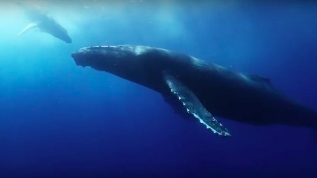 WSL PURE: Our Commitment to Ocean Health