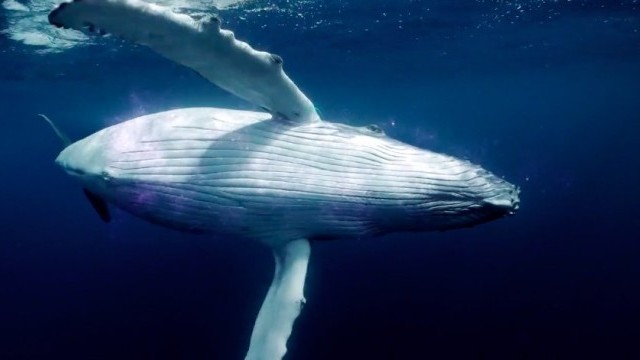 Intel - Below The Surface: A Drone and AI Expedition