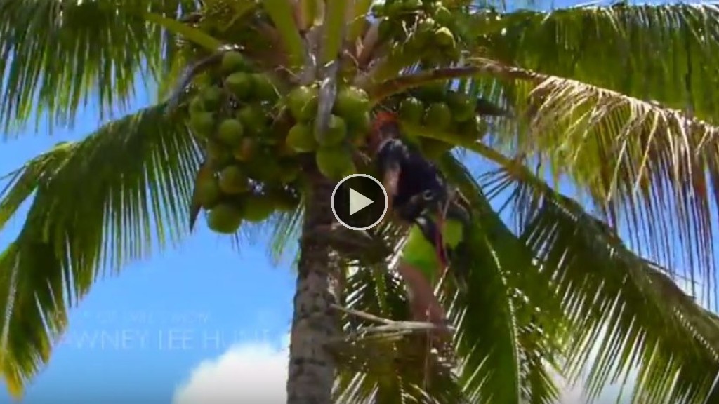 The Legend of Coconut Willie Coconut Farmer, Big Wave Charger Free
