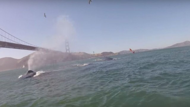Humpback Whales in San Francisco