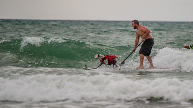SUP Surfing has gone to the Dogs.