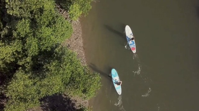 Plant A Mangrove, Save The Planet with Starboard