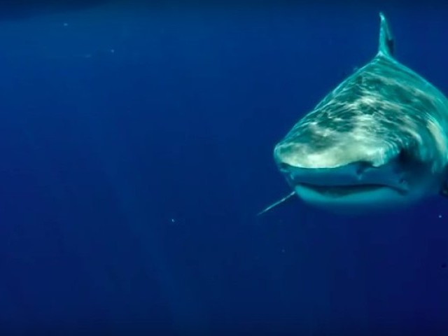 Clark Little vs. Tiger Shark | Shorebreak: The Series