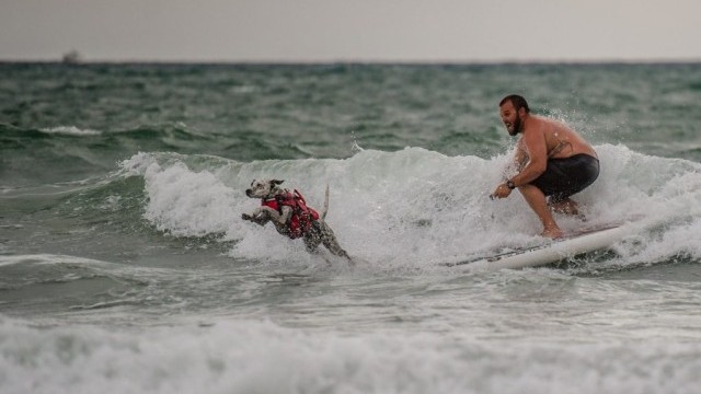 SUP Surfing has gone to the Dogs.