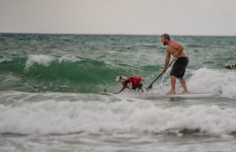 SUP Surfing has gone to the Dogs.