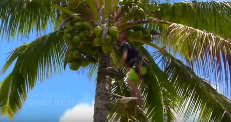 The Legend of Coconut Willie: Coconut Farmer, Big Wave Charger
