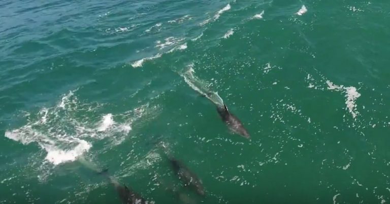 SUP Surfing with Dolphins at Bells Beach, Australia