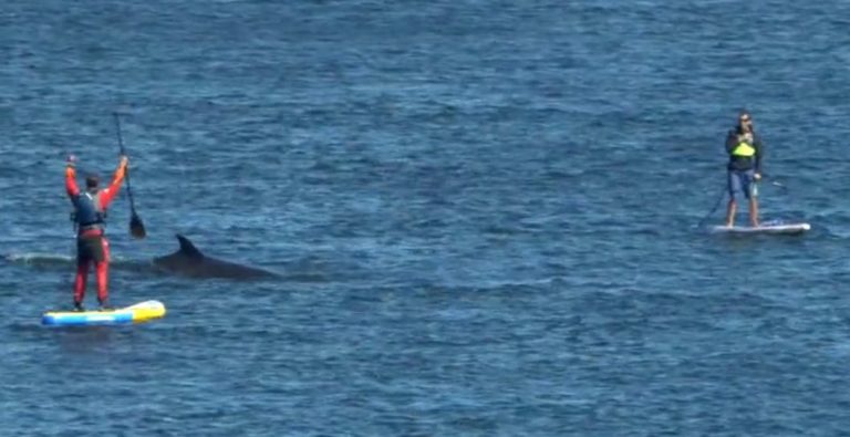 An encounter with Whales (SUP trip to Québec)