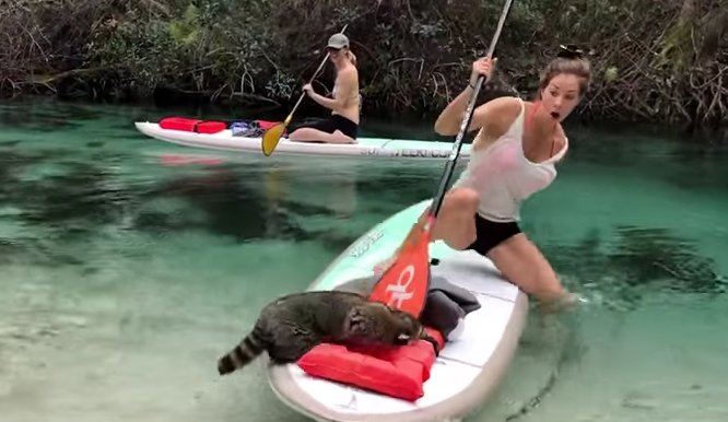 Janna Breslin VS Raccoon