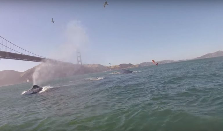 Humpback Whales in San Francisco