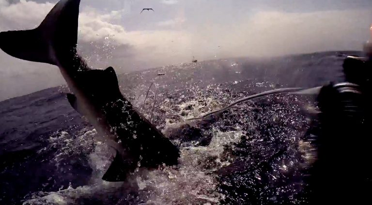 Shark Attack On Spear Fisherman For Yellowfin Tuna At Ascension Island