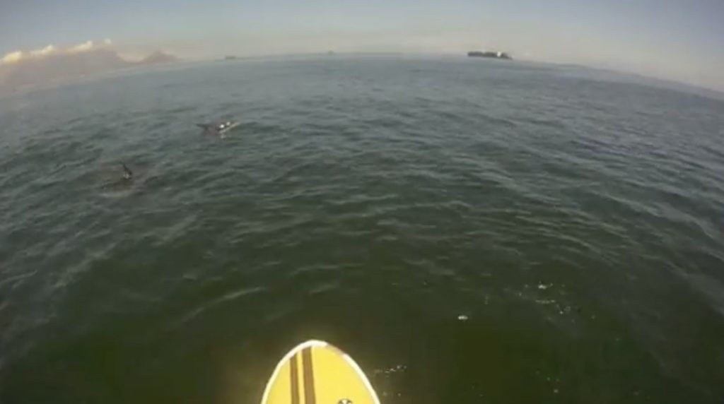 SUP with Dolphins in South Africa
