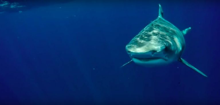 Clark Little vs. Tiger Shark | Shorebreak: The Series