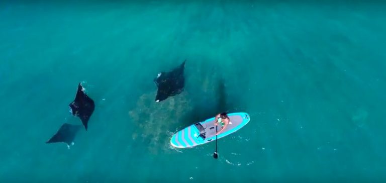 Manta Ray diving from a paddle board!