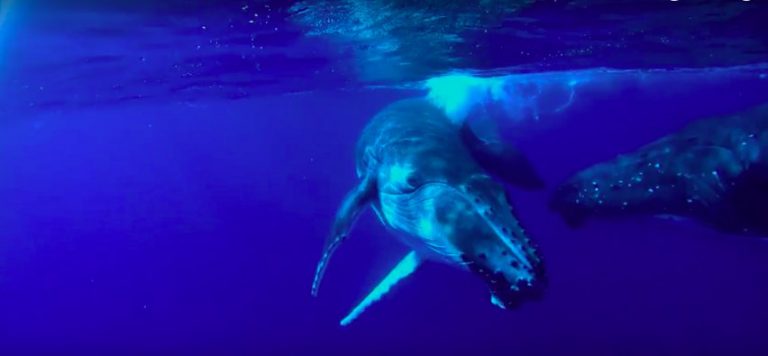 Magical Diving Experience With Humpback Whales | Pushing the Limits
