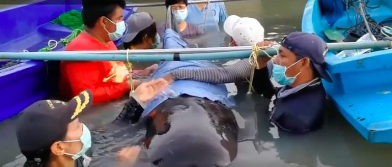 17 Pounds of Plastic Waste Kills Pilot Whale | National Geographic