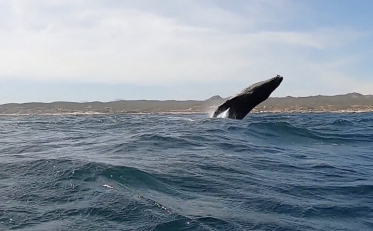 Winging With Whales