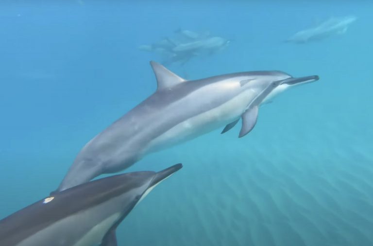 Paddle Boarding with Dolphins, Oahu, Hawaii