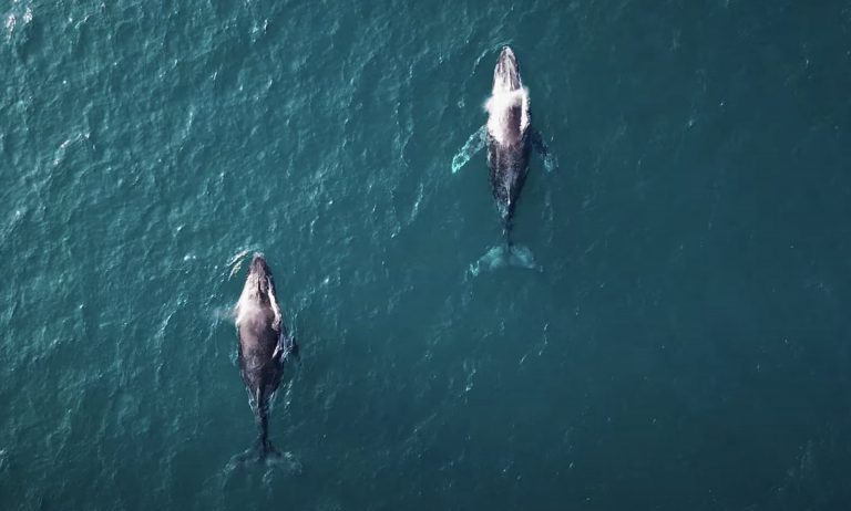 Missing The J-Bay Open, We Decided To Make This Reel Of Epic South African Surfing | Sessions