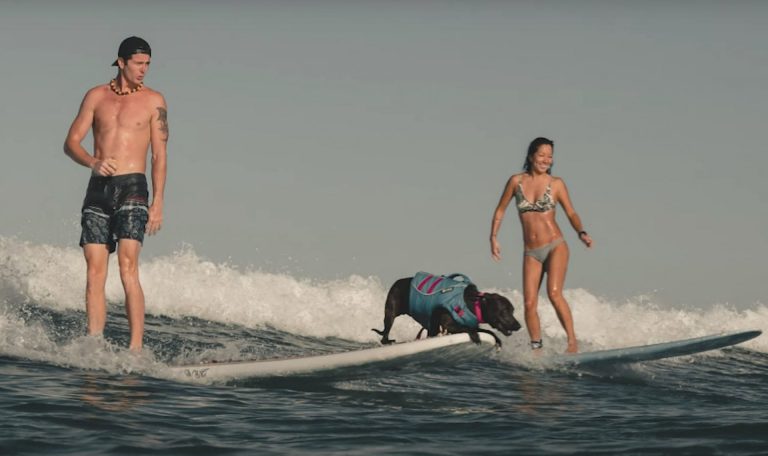 Dog Surfing Video made Headline News in Hawaii - Waikiki K9 Surf