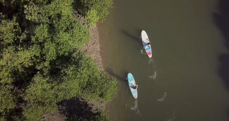 For Every Starboard You Buy, Starboard Plants a Mangrove in Myanmar